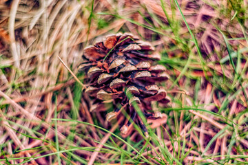 Fallen pine cones in dead grass.