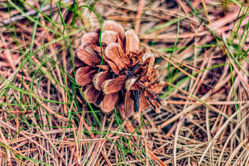 Fallen pine cones in dead grass.