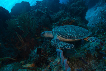 Fototapeta na wymiar sea turtle underwater swim in the ocean scenery blue water