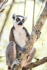Ring-tailed Lemur (Lemur catta), Isalo National Park, Ihorombe Region, Southwest Madagascar