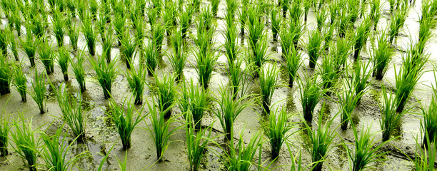 Rice field. Closeup of yellow paddy rice field with green leaf and Sunlight. Rice field on rice paddy green color lush growing is a agriculture. Closeup of yellow paddy.