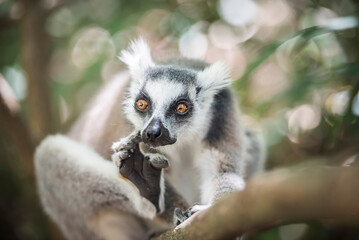Ring-tailed Lemur (Lemur catta), Isalo National Park, Ihorombe Region, Southwest Madagascar