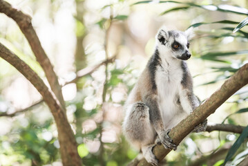 Naklejka na ściany i meble Ring-tailed Lemur (Lemur catta), Isalo National Park, Ihorombe Region, Southwest Madagascar