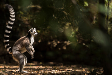 Ring-tailed Lemur (Lemur catta), Isalo National Park, Ihorombe Region, Southwest Madagascar - obrazy, fototapety, plakaty
