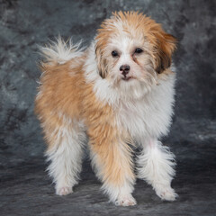 A tan and white cross breed associated with a Tibetan Spaniel.