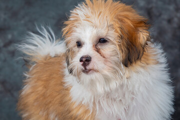 A tan and white cross breed associated with a Tibetan Spaniel.