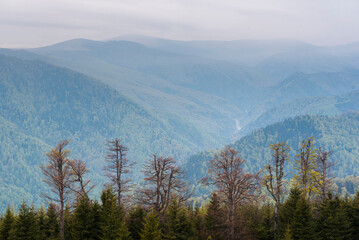 Misty forest and Carpathian Mountains landscape at sunrise, Ranca, Parang Mountains, Oltenia Region, Romania, background with copy space