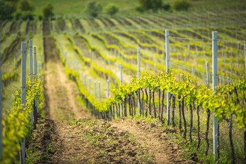 Vineyards at a winery near Brasov, Transylvania, Romania