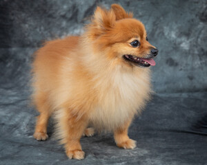 The Pomeranian dog is known for its intelligence and good looks.