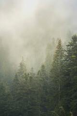 Misty Romanian forest landscape, Sucevita Monastery, Bukovina Region, Romania, background with copy space