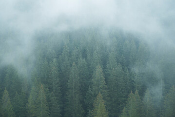 Misty Romanian forest landscape around Sucevita Monastery, Bukovina Region, Romania, background with copy space