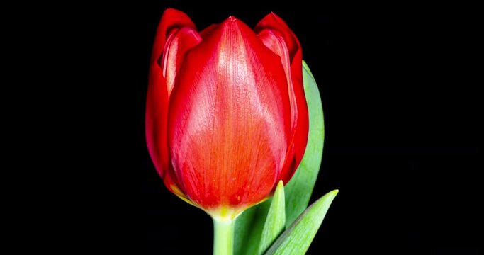 赤いチューリップの開花タイムラプス