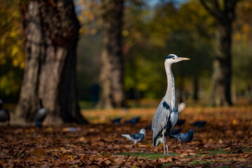 Autumn in Regents Park, one of the Royal Parks of London, England