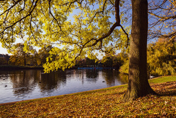 Fototapeta na wymiar Autumn in Regents Park, one of the Royal Parks of London, England