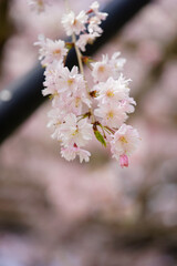 Obraz premium 上賀茂神社の枝垂れ桜（斎王桜）