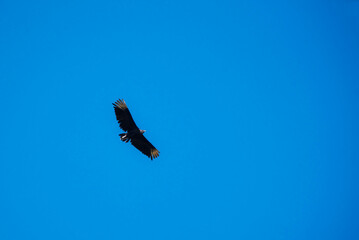 Vulture in flight, Arenal, Alajuela Province, Costa Rica, Central America