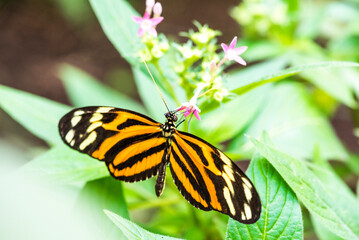 Butterfly, Arenal Volcano area, Alajuela, Costa Rica, Central America