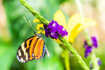 Butterfly, Arenal Volcano area, Alajuela, Costa Rica, Central America