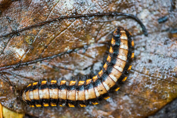 Centipede in Monteverde Cloud Forest Reserve, Puntarenas, Costa Rica, Central America