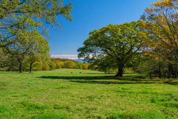 Obraz premium 木陰の牛