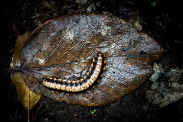 Centipede in Monteverde Cloud Forest Reserve, Puntarenas, Costa Rica, Central America