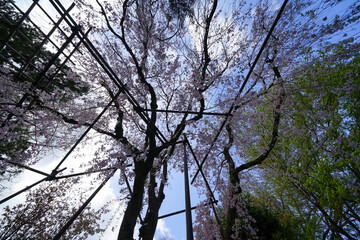 上賀茂神社の枝垂れ桜（斎王桜）