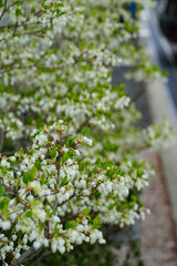 ドウダンツツジの花