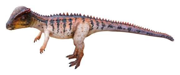 Stegoceras is a genus of pachycephalosaurid (dome-headed) dinosaur that lived in during the Late Cretaceous period, Stegoceras isolated on white background with clipping path