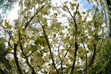 白峯神宮の鬱金桜