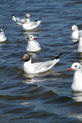 seagulls on the beach