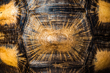 Radiated Tortoise shell (Astrochelys radiata), Madagascar