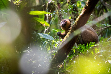 Golden Bamboo Lemur (Hapalemur aureus), Ranomafana National Park, Haute Matsiatra Region, Madagascar