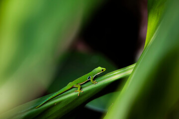 Peacock day gecko (Phelsuma quadriocellata), Ranomafana National Park, Haute Matsiatra Region, Madagascar