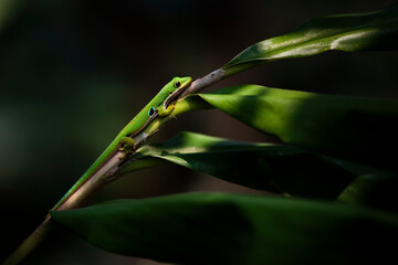 Peacock day gecko (Phelsuma quadriocellata), Ranomafana National Park, Haute Matsiatra Region, Madagascar