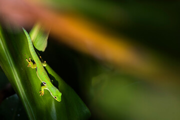 Peacock day gecko (Phelsuma quadriocellata), Ranomafana National Park, Haute Matsiatra Region, Madagascar