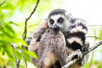 Ring-tailed Lemur (Lemur catta), Anja Community Reserve, Haute Matsiatra Region, Madagascar