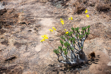 Isalo National Park, Ihorombe Region, Southwest Madagascar