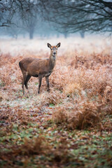 Red Deer (Cervus elaphus) in Richmond Park, London, England