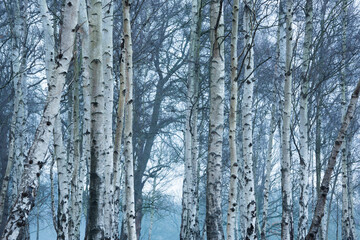 Obraz premium Birch Tree woodland in Richmond Park, London, England