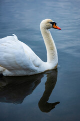 Swan in Pen Ponds, the lakes in Richmond Park, London, England