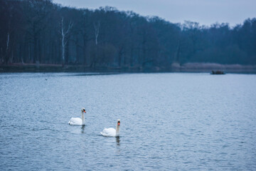 Swans in Pen Ponds, the lakes in Richmond Park, London, England