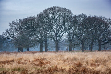 Woodland in Richmond Park, London, England