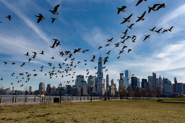 A flock of flying wild birds toward the city of New York in the USA