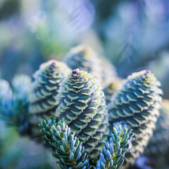A branch of Korean fir with cones on blurred background