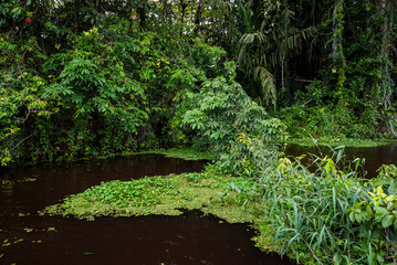 Obraz premium Tortuguero National Park, Limon Province, Costa Rica