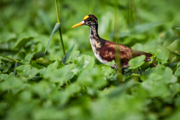 Northern Jacana (Jacana Spinosa), Tortuguero National Park, Limon Province, Costa Rica