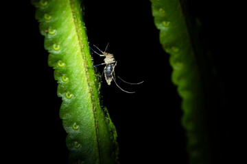 Large Mosquito, Boca Tapada, Alajuela Province, Costa Rica