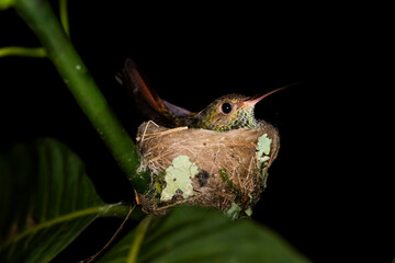 Rufous-Tailed Hummingbird (Amazilia tzacatl) in its bird nest at night, Boca Tapada, Alajuela Province, Costa Rica