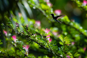 White-Necked Jacobin (Florisuga mellivora aka Collared Hummingbird), Boca Tapada, Alajuela Province, Costa Rica