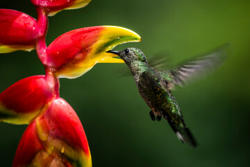 White-necked Jacobin (Florisuga mellivora aka Collared Hummingbird) Boca Tapada, Alajuela Province, Costa Rica